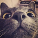 大猫配音