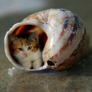 Devil_cat