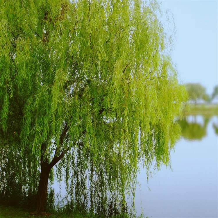 杨柳青青