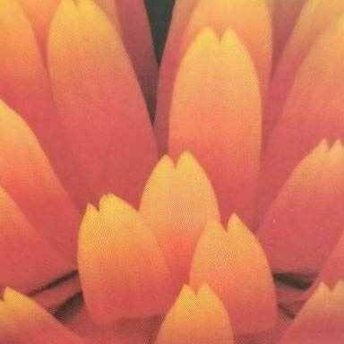 芯赏