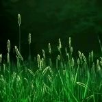 轻歌