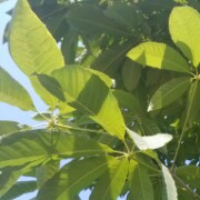 枭龙歼3I
