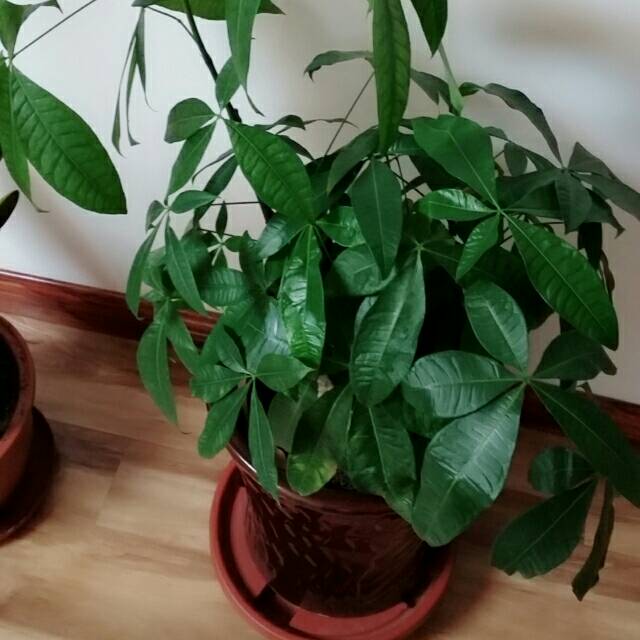 千羽歌