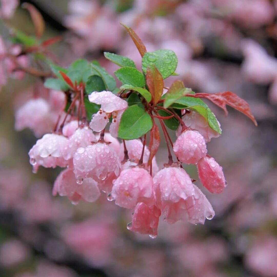 花开有声001