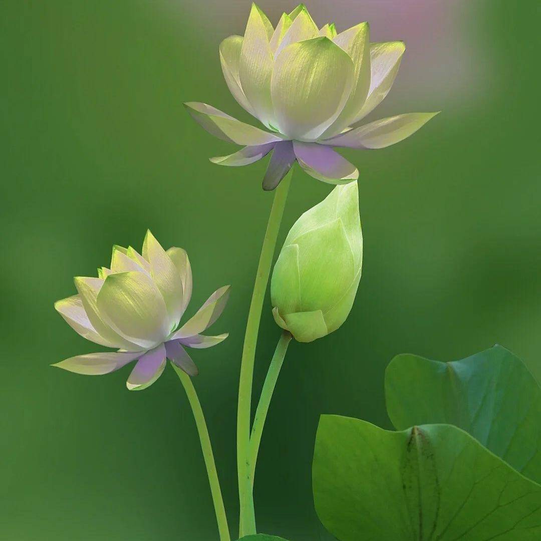 虚空花水中月