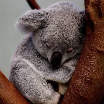 考拉催眠Koala