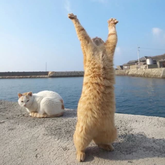 车理