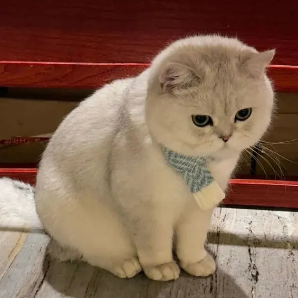 奶油味的小时光
